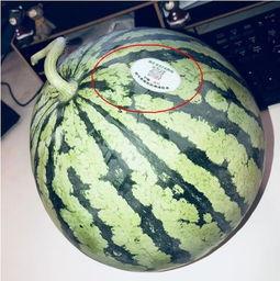 柳州网红吃瓜,揭秘网络红人的幕后故事 第1张 柳州网红吃瓜,揭秘网络红人的幕后故事 第1张